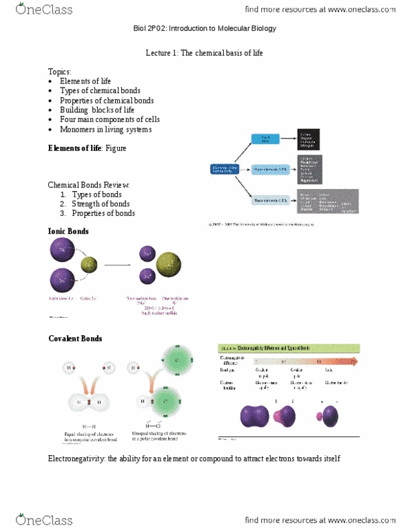 BIOL 2P02 Lecture Notes - Lecture 1: Van Der Waals Force, London Dispersion Force, Zwitterion thumbnail