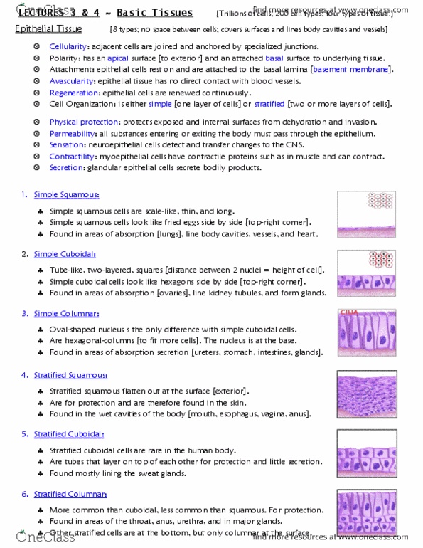 ANAT 215 Lecture Notes - Lecture 3: Maple Syrup, Myoepithelial Cell, Basal Lamina thumbnail