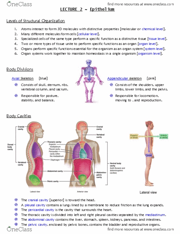 ANAT 215 Lecture Notes - Lecture 2: Pleural Cavity, Pericardium, Appendicular Skeleton thumbnail