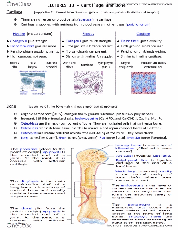 ANAT 215 Lecture Notes - Lecture 13: Hyaline Cartilage, Perichondrium, Elastic Fiber thumbnail