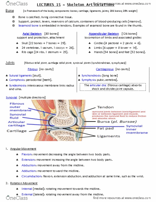 ANAT 215 Lecture Notes - Lecture 15: Sesamoid Bone, Synovial Joint, Rib Cage thumbnail