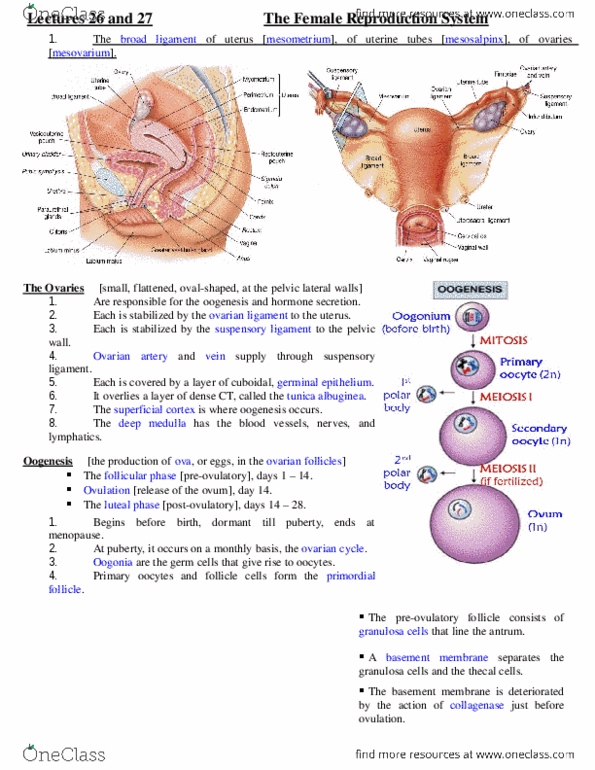 ANAT 216 Lecture 26: Lectures 26 and 27 thumbnail