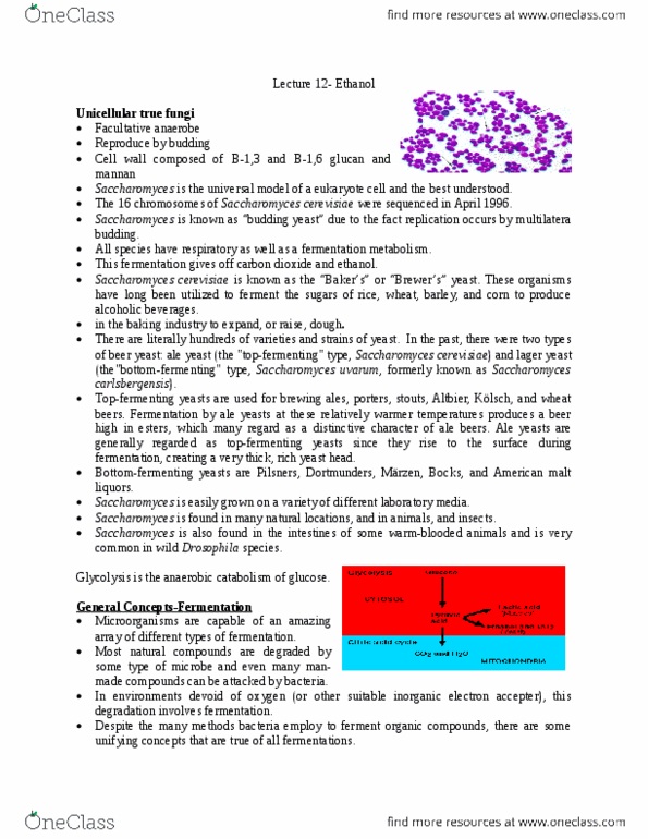 BIOL 2P98 Lecture Notes - Lecture 12: Saccharomyces Cerevisiae, Saccharomyces Pastorianus, Facultative Anaerobic Organism thumbnail