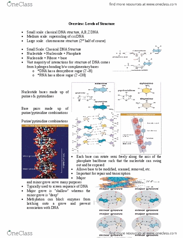 BIOL 2P02 Lecture Notes - Lecture 6: Nucleoside, Hydrogen Bond, Ribose thumbnail
