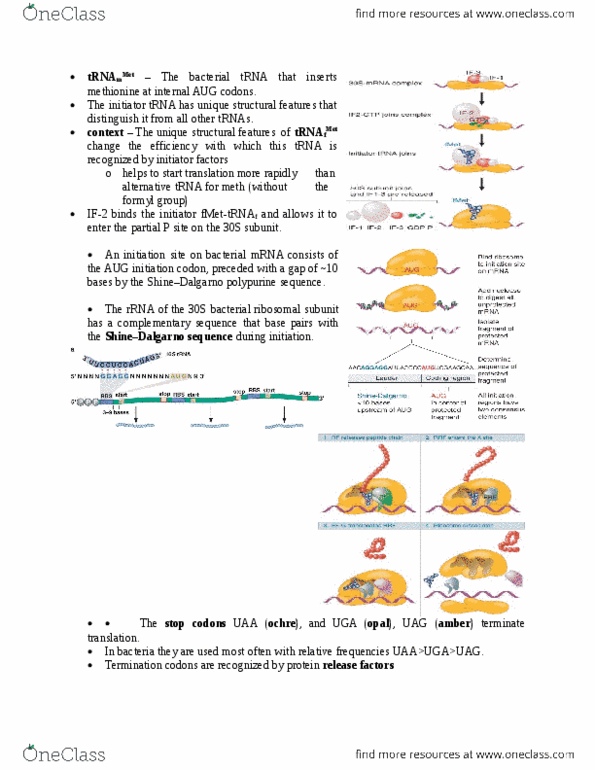 BIOL 2P02 Lecture Notes - Lecture 11: Start Codon, Aldehyde, Prokaryotic Small Ribosomal Subunit thumbnail