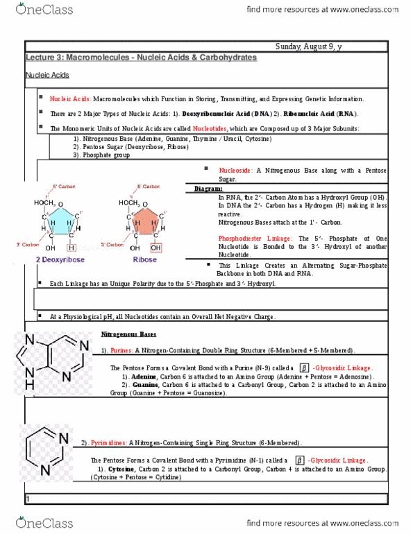 MBB 231 Lecture Notes - Lecture 3: Pentose, Nucleoside, Cytidine thumbnail