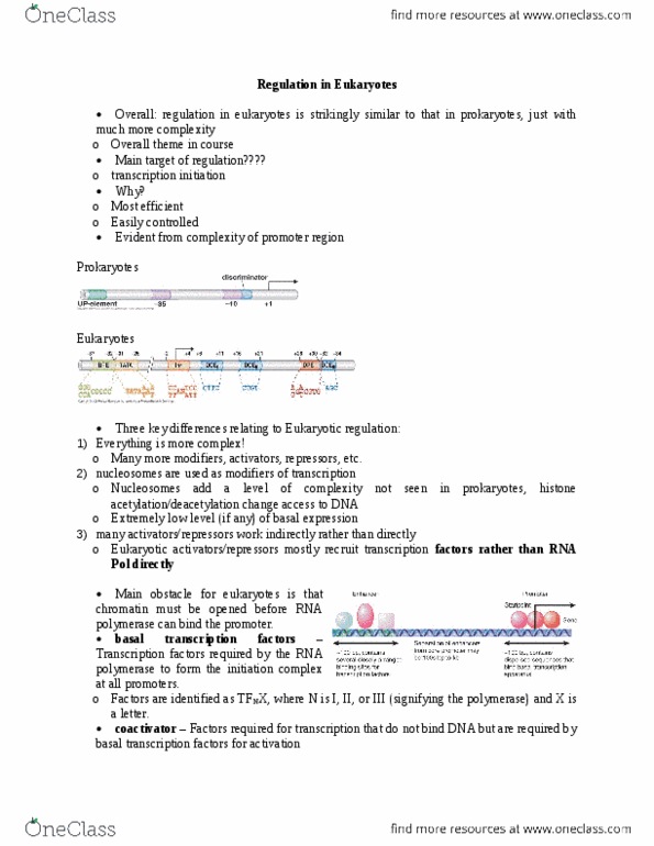 BIOL 2P02 Lecture Notes - Lecture 20: Nucleosome, Acetyl Group, Chromatin thumbnail