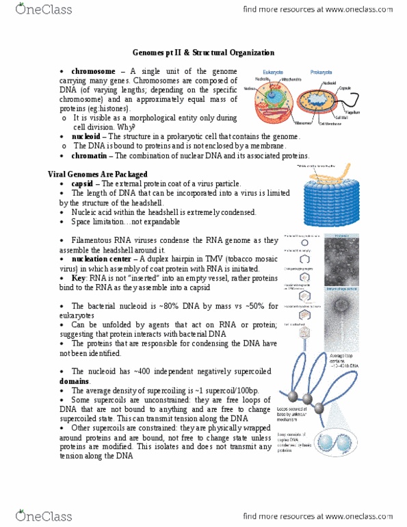 BIOL 2P02 Lecture Notes - Lecture 16: Tobacco Mosaic Virus, Dna Supercoil, Nuclear Matrix thumbnail