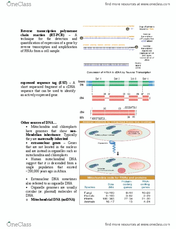 BIOL 2P02 Lecture Notes - Lecture 25: Expressed Sequence Tag, Mendelian Inheritance, Chloroplast Dna thumbnail