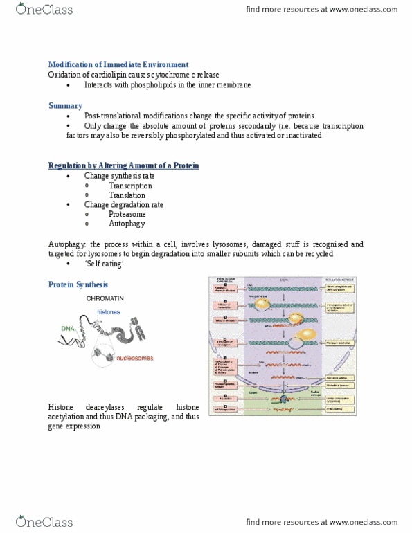 BIOL 3P30 Lecture Notes - Lecture 4: Phospholipid, Heat Shock Protein, Lysosome thumbnail