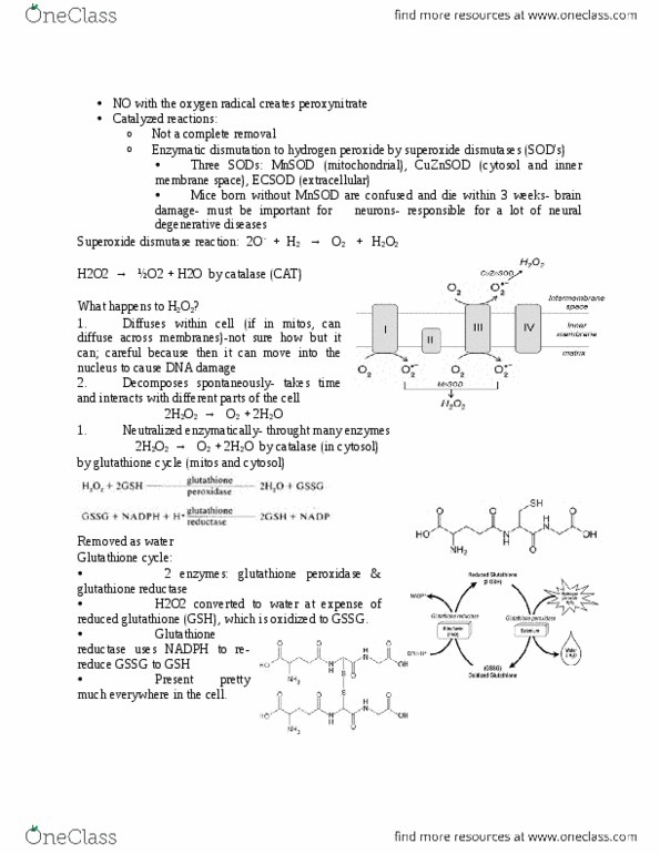 BIOL 3P30 Lecture Notes - Lecture 13: Disproportionation, Superoxide Dismutase, Nadph Oxidase thumbnail