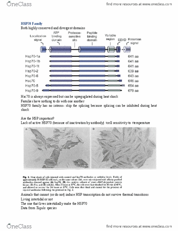 document preview image