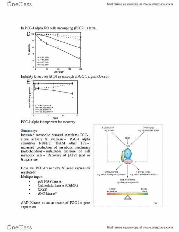 BIOL 3P30 Lecture Notes - Lecture 38: Calmodulin, Tfam, Catabolism thumbnail