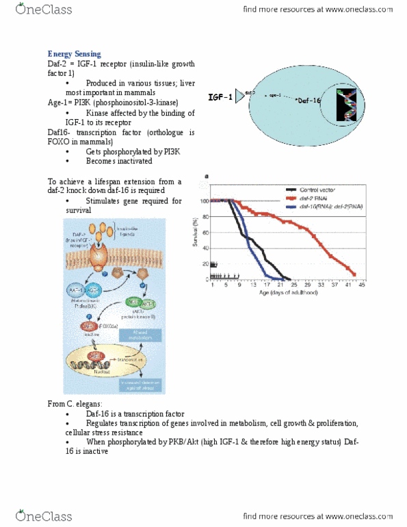 document preview image