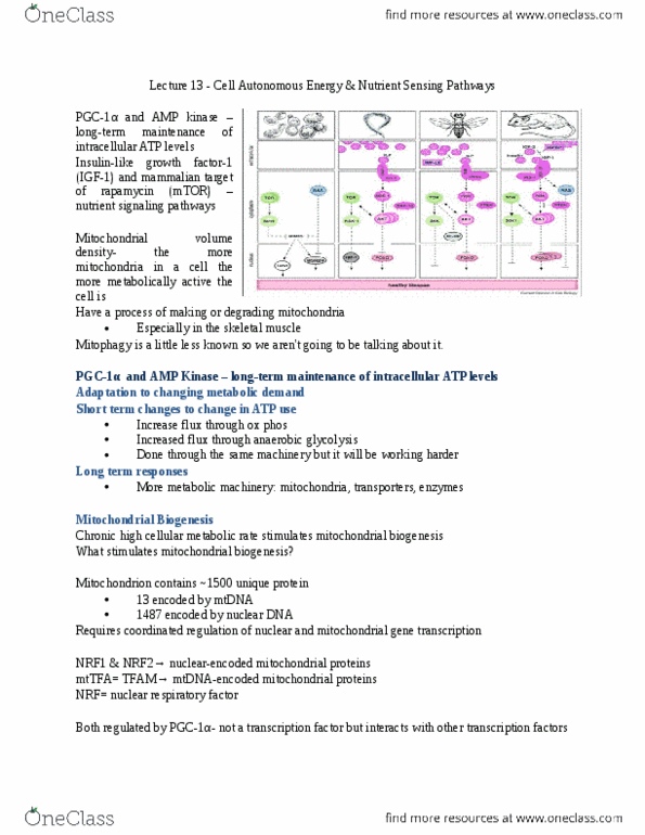 BIOL 3P30 Lecture Notes - Lecture 37: Skeletal Muscle, Mitochondrial Biogenesis, Sirolimus thumbnail