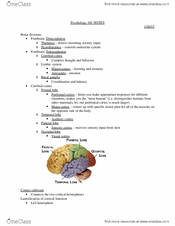 PSYCH 101 Lecture Notes - Lecture 14: Suggestibility, Hypothalamus, Diencephalon thumbnail