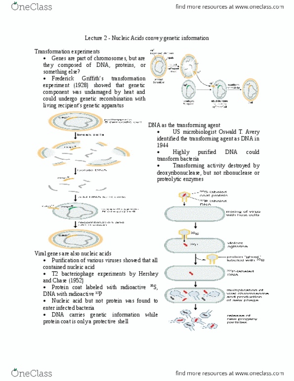 BIOL 3P50 Lecture Notes - Lecture 2: Purine, Thymine, Genetic Disorder thumbnail