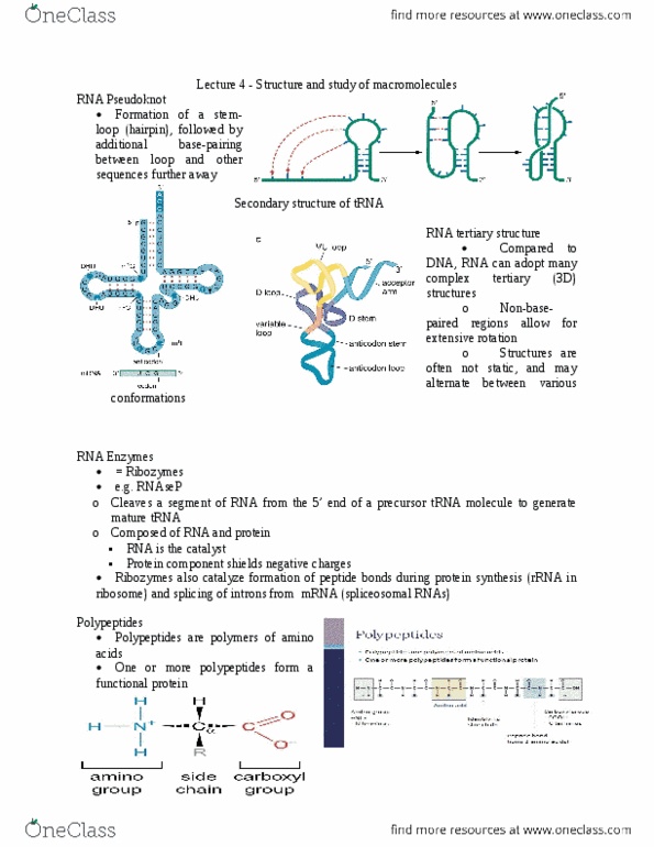 BIOL 3P50 Lecture Notes - Lecture 4: Post-Translational Modification, Protein Folding, Phosphorylation thumbnail