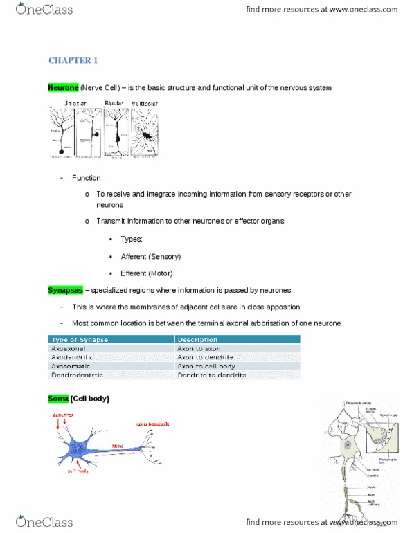 NSC 4366 Chapter Notes - Chapter 1-7: Sensory Nerve, Neuron, Resting Potential thumbnail