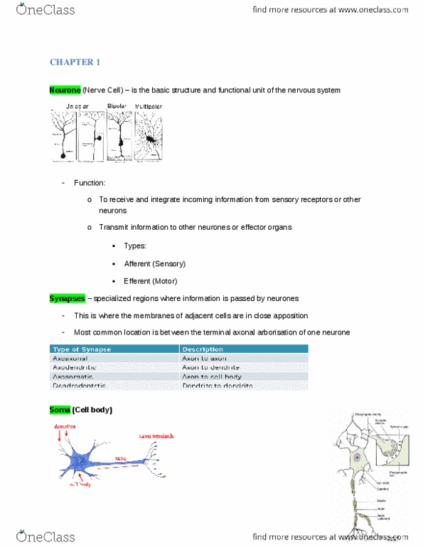 NSC 4366 Chapter Notes - Chapter 1: Efferent Nerve Fiber, Myelin, Neuron thumbnail