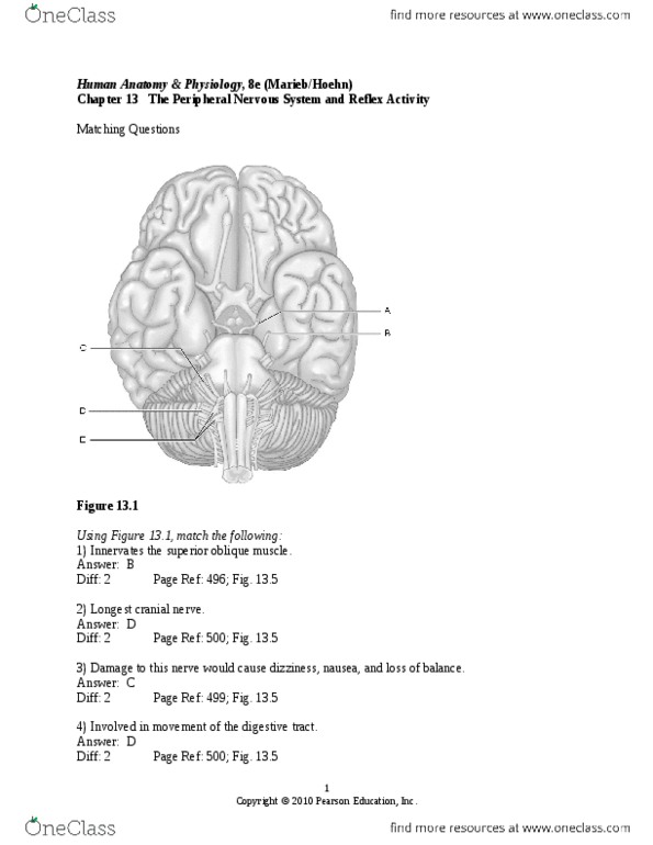 Chapter 13 The Peripheral Nervous System And Reflex Activity