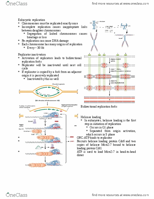 BIOL 3P50 Lecture Notes - Lecture 13: G1 Phase, Okazaki Fragments thumbnail