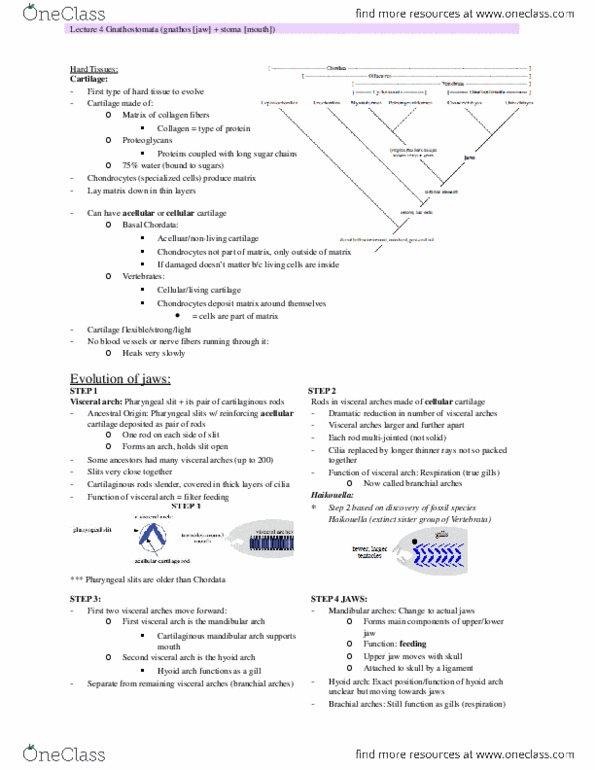 EEB267H1 Lecture Notes - Lecture 4: Pharyngeal Slit, Pharyngeal Arch, Gnathostomata thumbnail