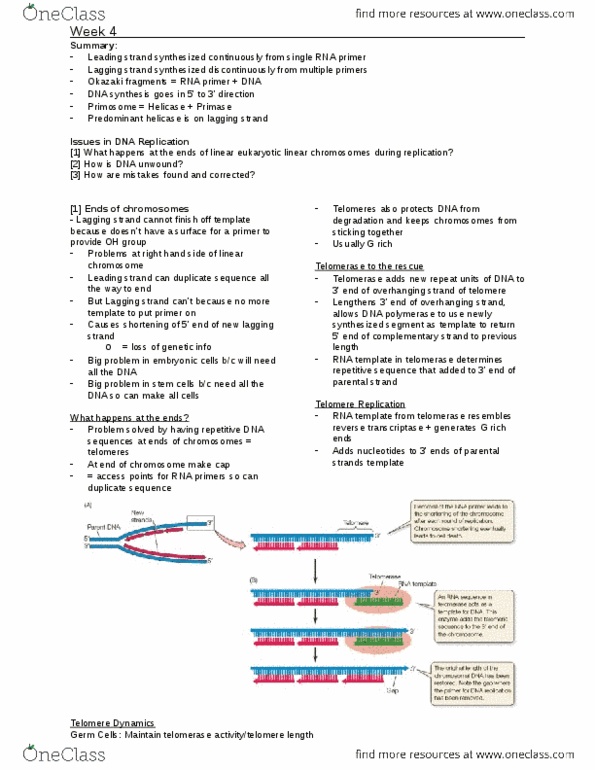 BIO130H1 Lecture Notes - Lecture 5: Telomerase, Proofreading, Telomere thumbnail