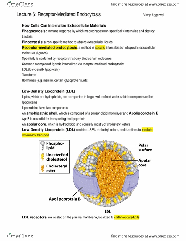 Biology 2382B Lecture Notes - Lecture 6: Ldl Receptor, Cell Membrane, Phospholipid thumbnail