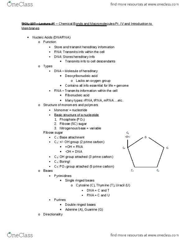 BIOL107 Lecture Notes - Lecture 6: Ribosomal Rna, Transfer Rna, Lipid Bilayer thumbnail