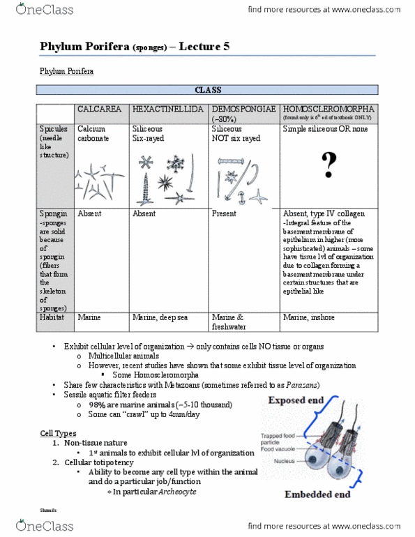 BIOL 2030 Lecture Notes - Lecture 5: Homoscleromorpha, Spongin, Demosponge thumbnail