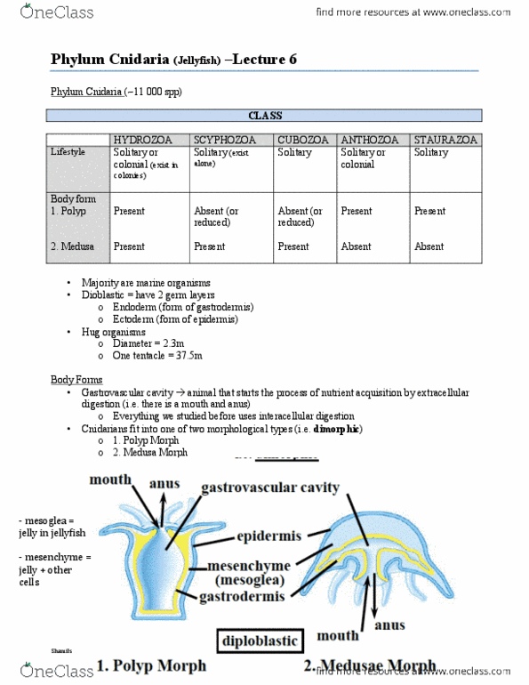 BIOL 2030 Lecture Notes - Lecture 6: Gastrovascular Cavity, Box Jellyfish, Body Plan thumbnail