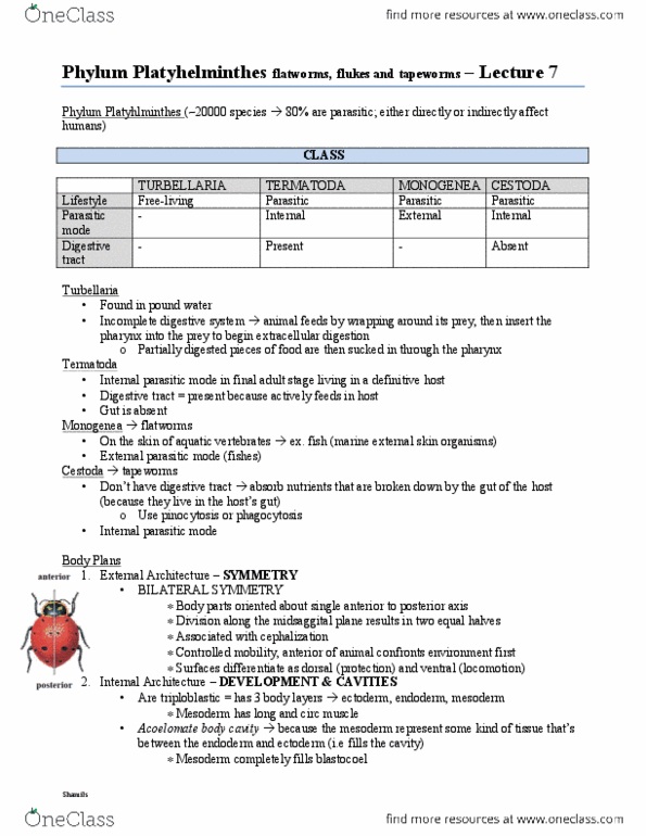 BIOL 2030 Lecture Notes - Lecture 7: Turbellaria, Gastrointestinal Tract, Cestoda thumbnail