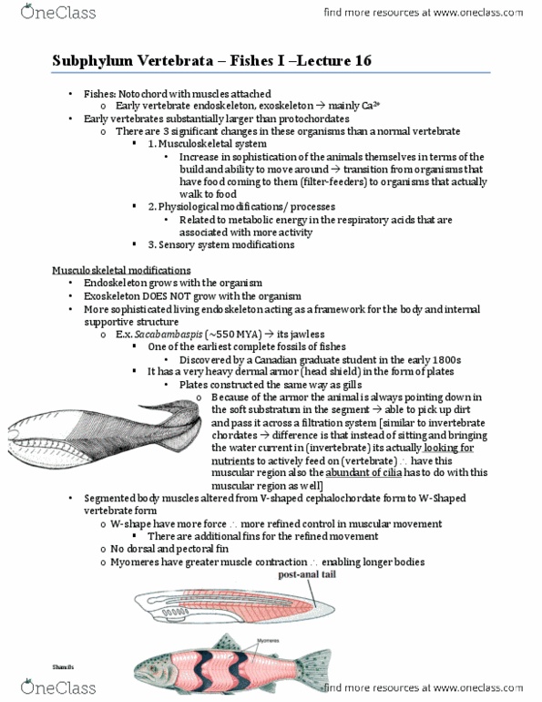 BIOL 2030 Lecture Notes - Lecture 16: Sacabambaspis, Endoskeleton, Human Musculoskeletal System thumbnail