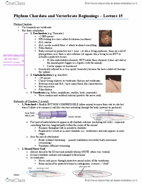 BIOL 2030 Lecture Notes - Lecture 15: Dorsal Nerve Cord, Chordate, Notochord thumbnail