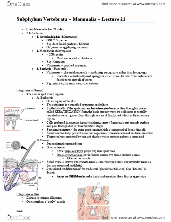 BIOL 2030 Lecture Notes - Lecture 21: Stratum Corneum, Integument, Hadrosaurid thumbnail