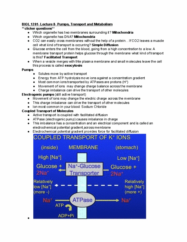 BIOL 1201 Lecture Notes - Lecture 8: Membrane Transport Protein, Electrochemical Potential, Sodium Chloride thumbnail