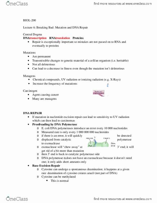 BIOL 200 Lecture Notes - Lecture 6: Dna Polymerase, Exonuclease, Mutagen thumbnail