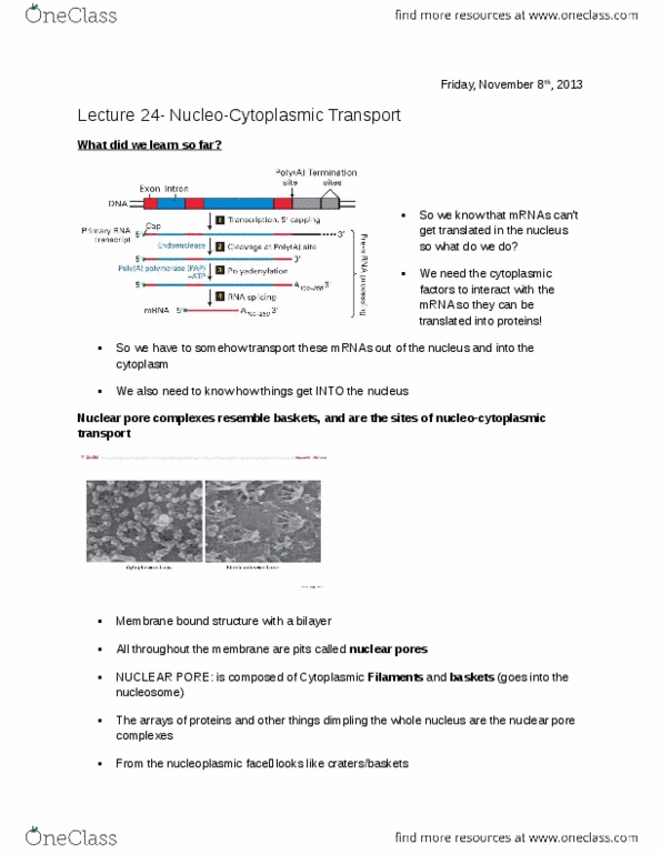 BIOL 200 Lecture Notes - Lecture 24: Microrna, Guanine Nucleotide Exchange Factor, Endonuclease thumbnail