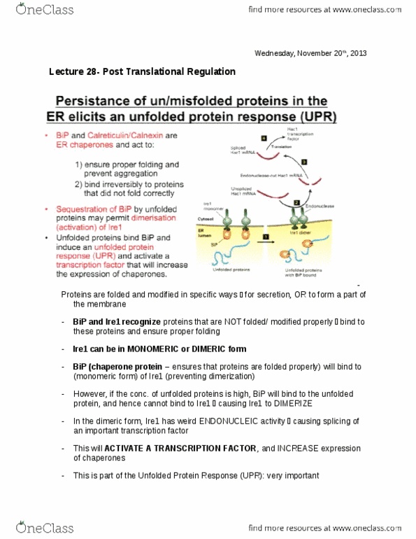 BIOL 200 Lecture Notes - Lecture 28: Chief Operating Officer, Proteasome, Coding Region thumbnail