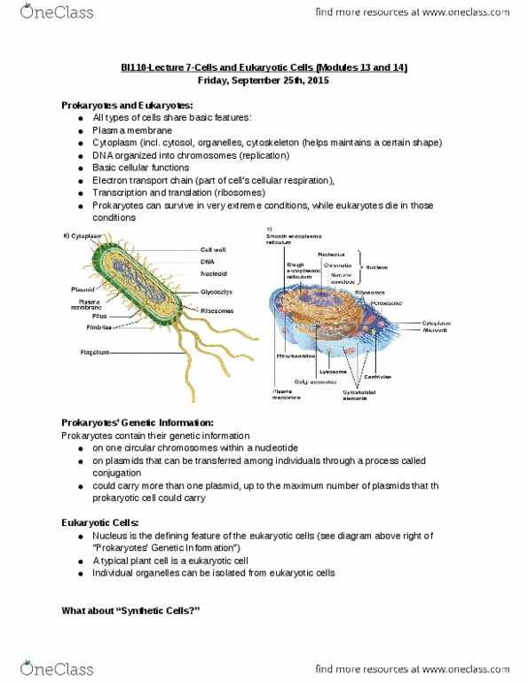 BI110 Lecture Notes - Lecture 7: Chromatin, Plasmid, Golgi Apparatus thumbnail