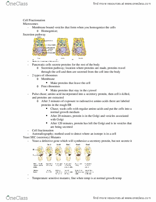 BIOL 2020 Lecture Notes - Lecture 8: Cytosol, Golgi Apparatus, Endoplasmic Reticulum thumbnail