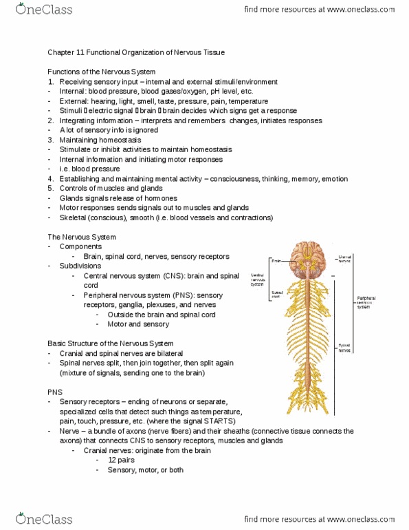 KINESIOL 1Y03 Lecture Notes - Lecture 5: Somatic Nervous System, Postganglionic Nerve Fibers, Autonomic Nervous System thumbnail