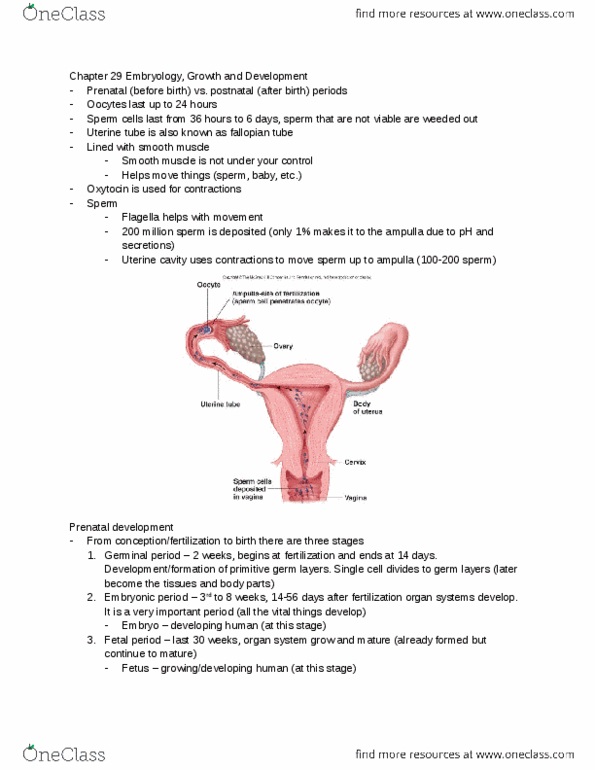 KINESIOL 1Y03 Lecture Notes - Lecture 3: Bulbus Cordis, Zygote, Thymus thumbnail