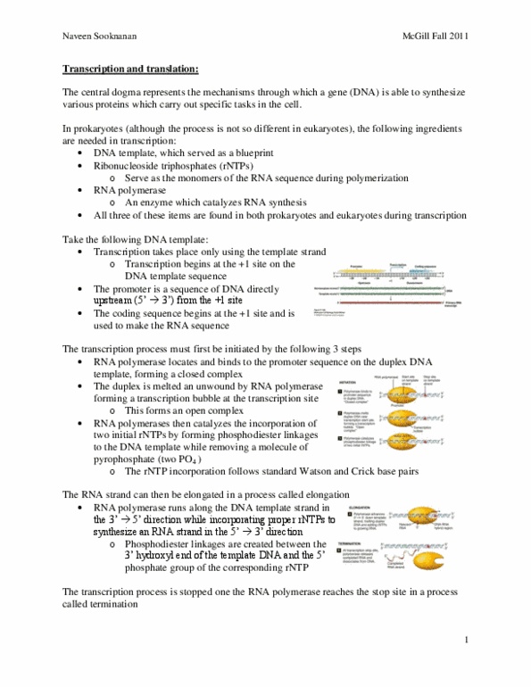 BIOL 200 Lecture Notes - Transcription Preinitiation Complex, Phenylalanine, Aminoacyl Trna Synthetase thumbnail