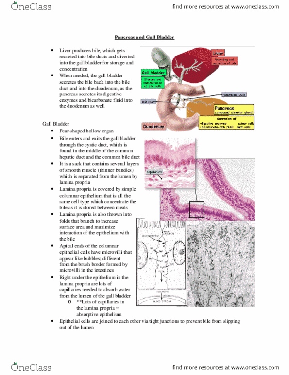 Anatomy and Cell Biology 3309 Lecture Notes - Lecture 11: Trypsinogen, Cholecystokinin, Muscular Layer thumbnail