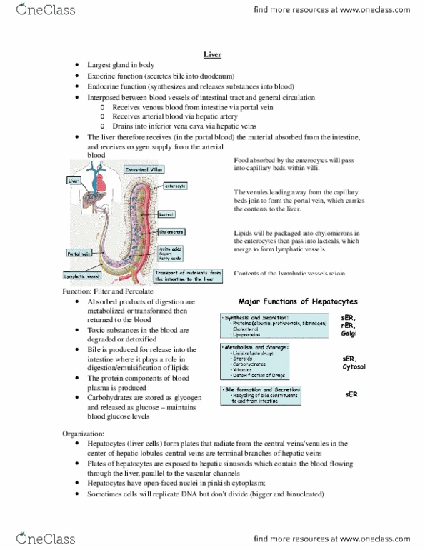 Anatomy and Cell Biology 3309 Lecture Notes - Lecture 10: Cystic Duct, Bile Duct, Bile Canaliculus thumbnail