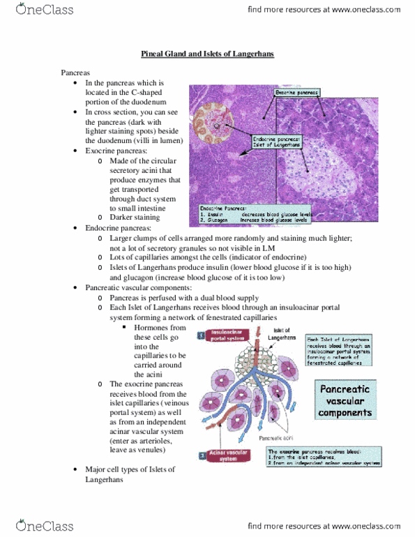 Anatomy and Cell Biology 3309 Lecture Notes - Lecture 17: Alpha Cell, Endodermic Evagination, Beta Cell thumbnail