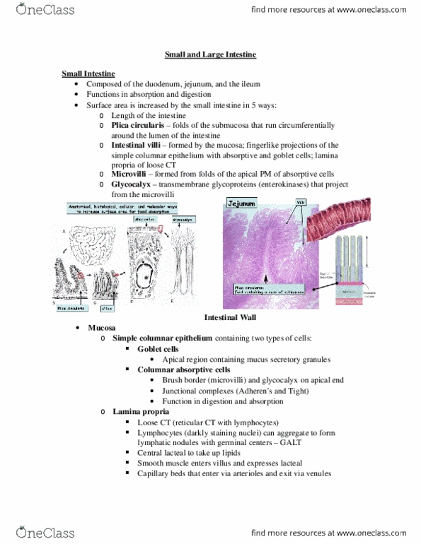 Anatomy and Cell Biology 3309 Lecture Notes - Lecture 9: Thoracic Duct, Calmodulin, Tubular Gland thumbnail