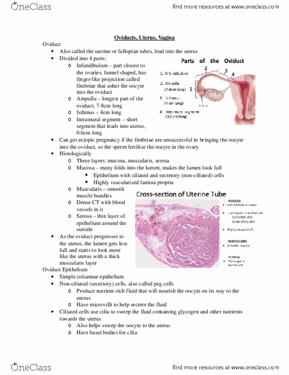 Anatomy and Cell Biology 3309 Lecture Notes - Lecture 21: Cervix, Vagus Nerve, Endometrium thumbnail